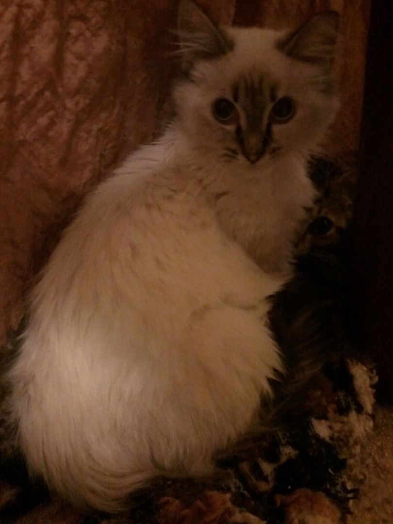 Enlarge Malachi (now Taj), a Adopted mixed breed in Cookeville, TN image 4/8