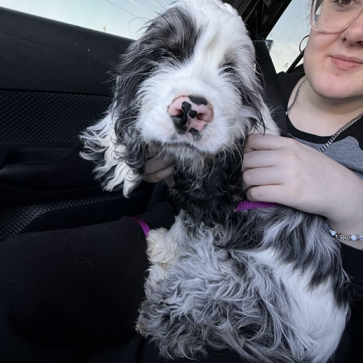 Enlarge Cashmere, an adopted mixed breed in Oklahoma City, OK image 1/6
