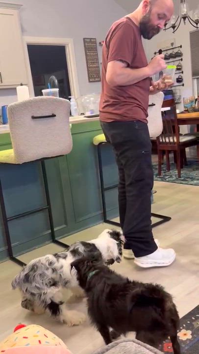 Enlarge Cashmere, an adopted mixed breed in Oklahoma City, OK video 6/6