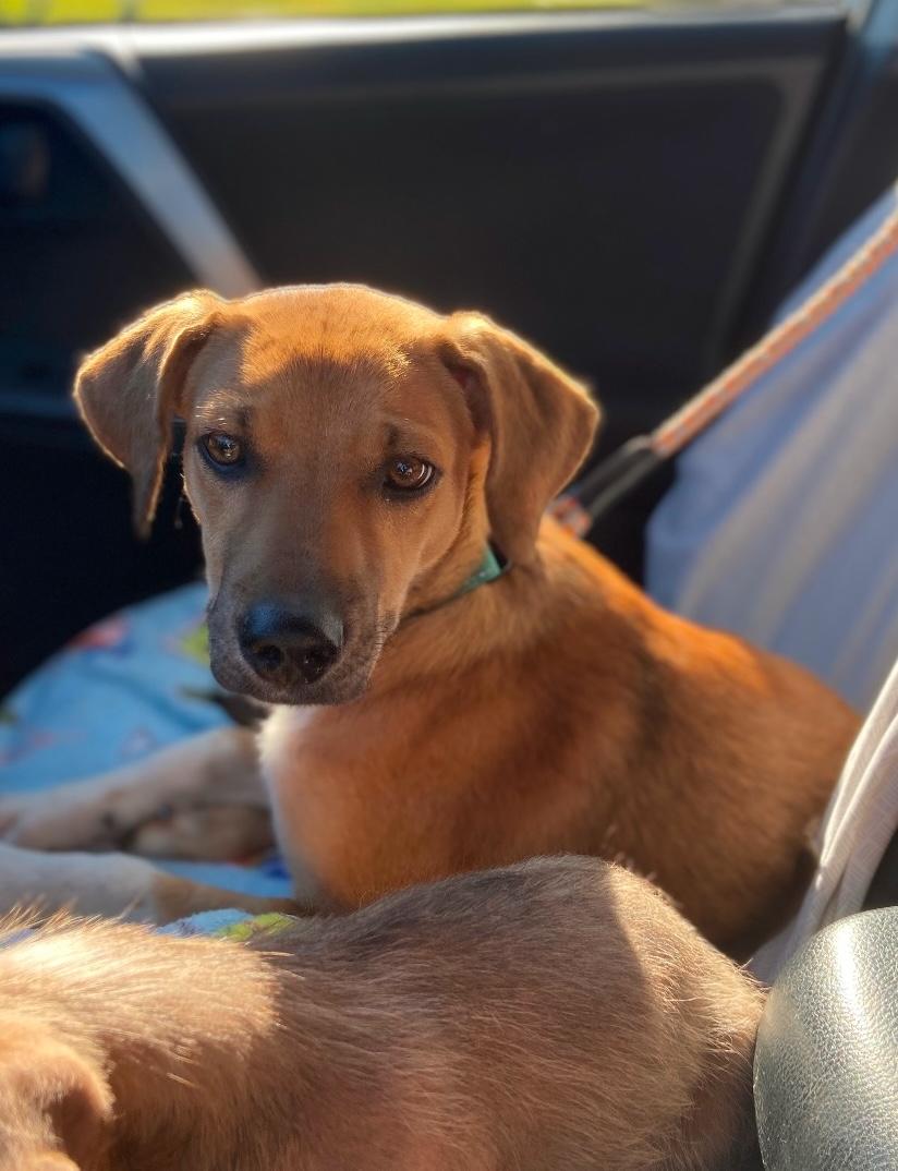 Izzy, Adoptable, Young Female Hound & Labrador Retriever.