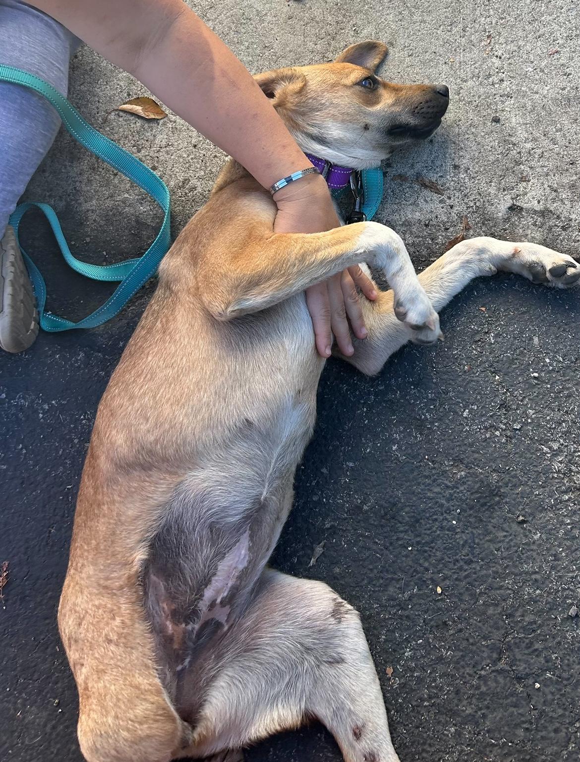 Izzy, a Adoptable mixed breed in West Falls, NY image 3/6