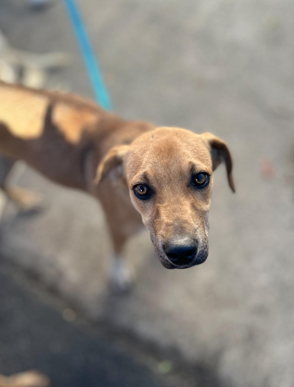Izzy, a Adoptable mixed breed in West Falls, NY image 5/6