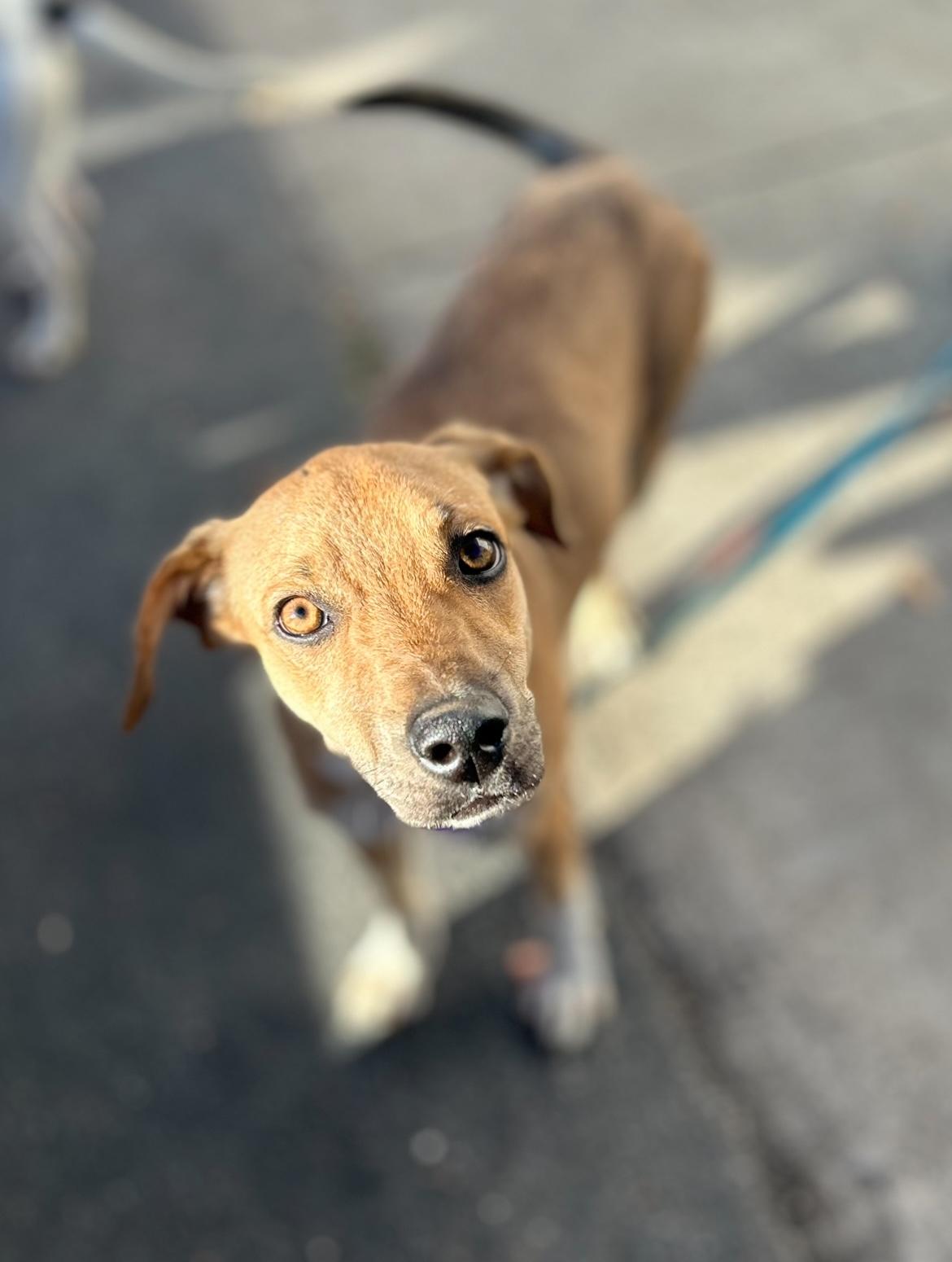 Izzy, a Adoptable mixed breed in West Falls, NY image 6/6