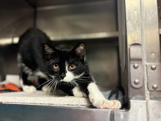 CHOMPER, Adoptable, Kitten Male Domestic Short Hair.