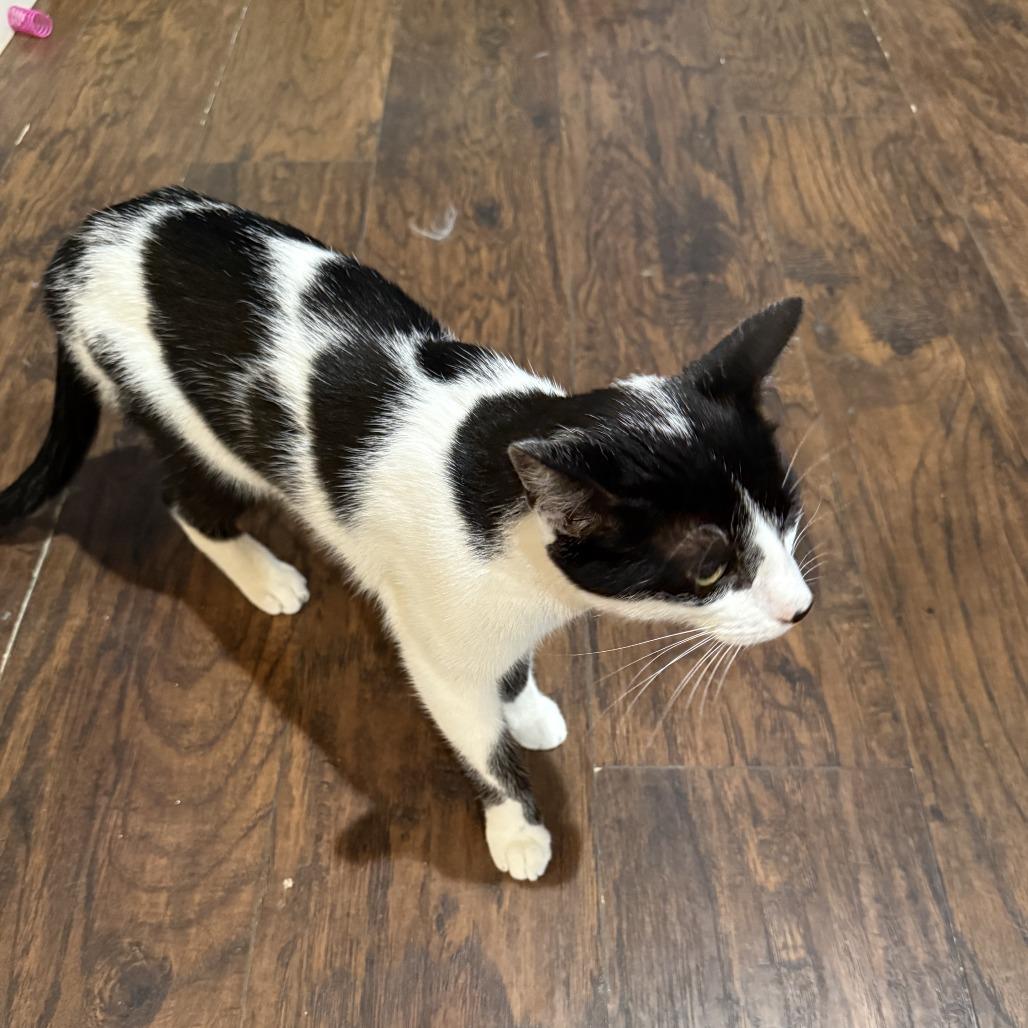 Wynn, Adoptable, Adult Male Domestic Short Hair.