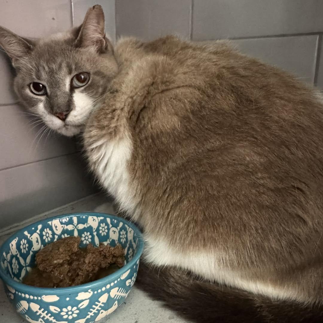 Lily, ADOPTABLE, Senior Female Snowshoe.