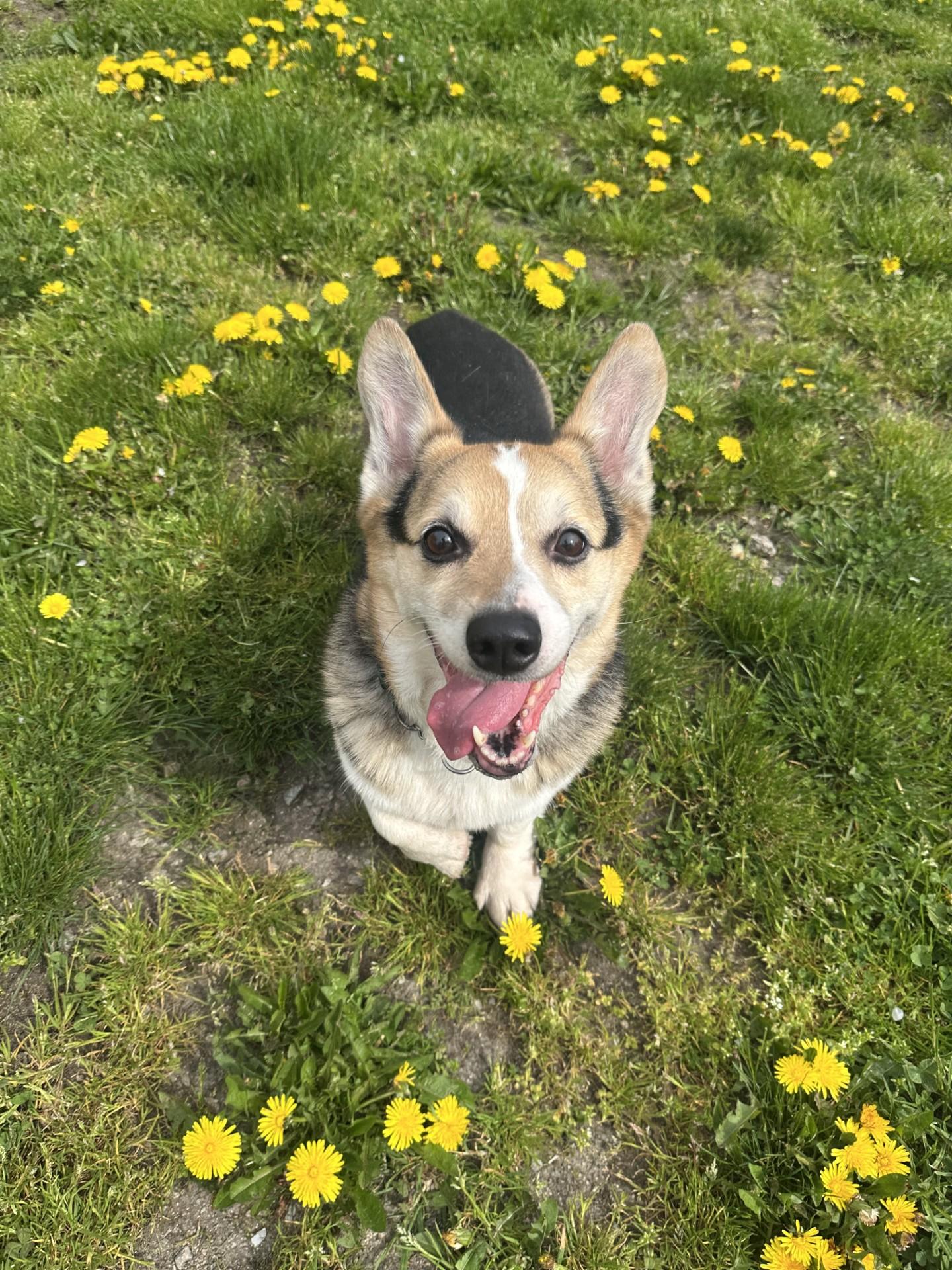 Enlarge Harvey - ADOPTION PENDING, an adoption pending Corgi in Vancouver, BC image 1/6