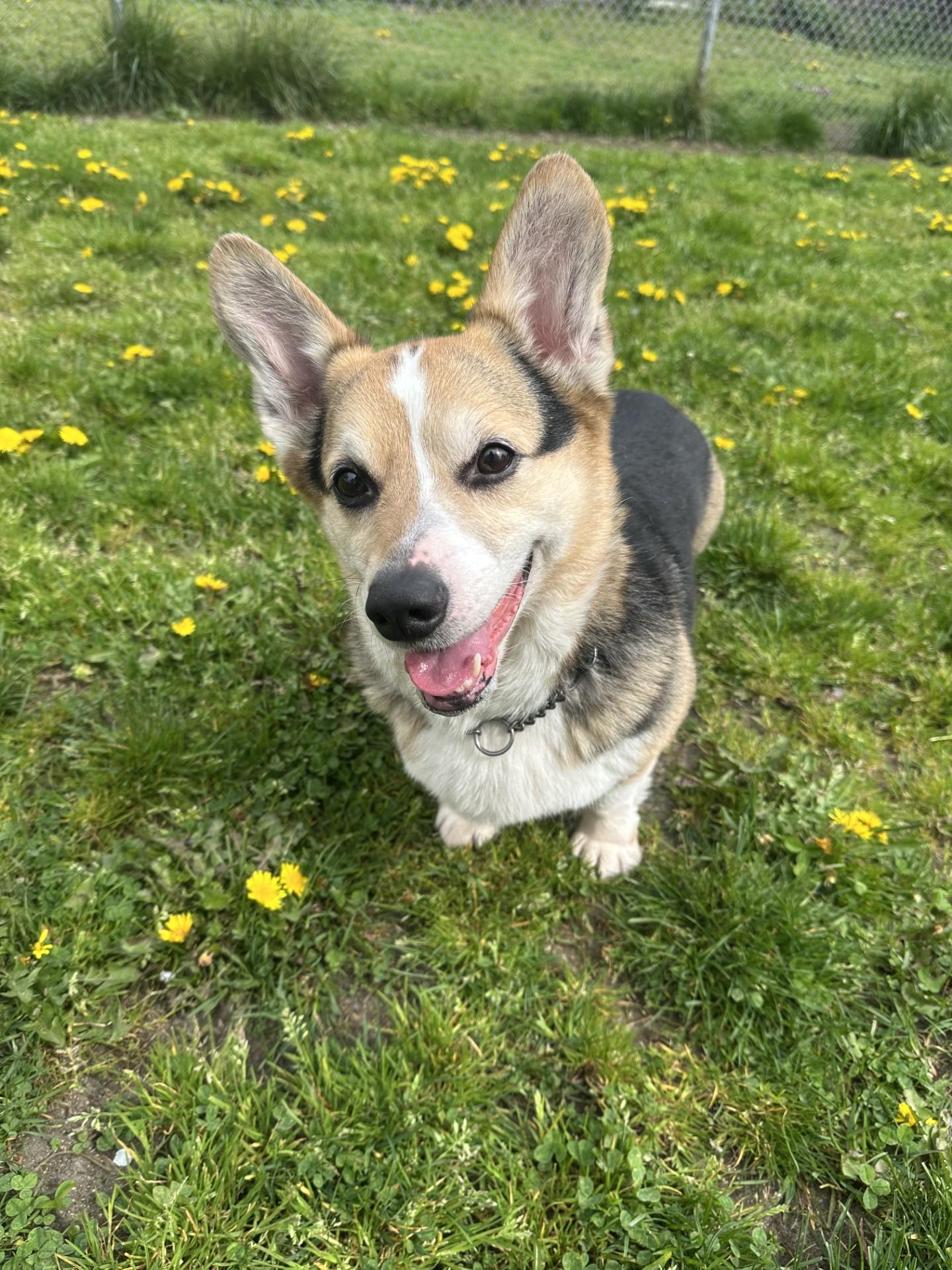 Enlarge Harvey - ADOPTION PENDING, an adoption pending Corgi in Vancouver, BC image 3/6
