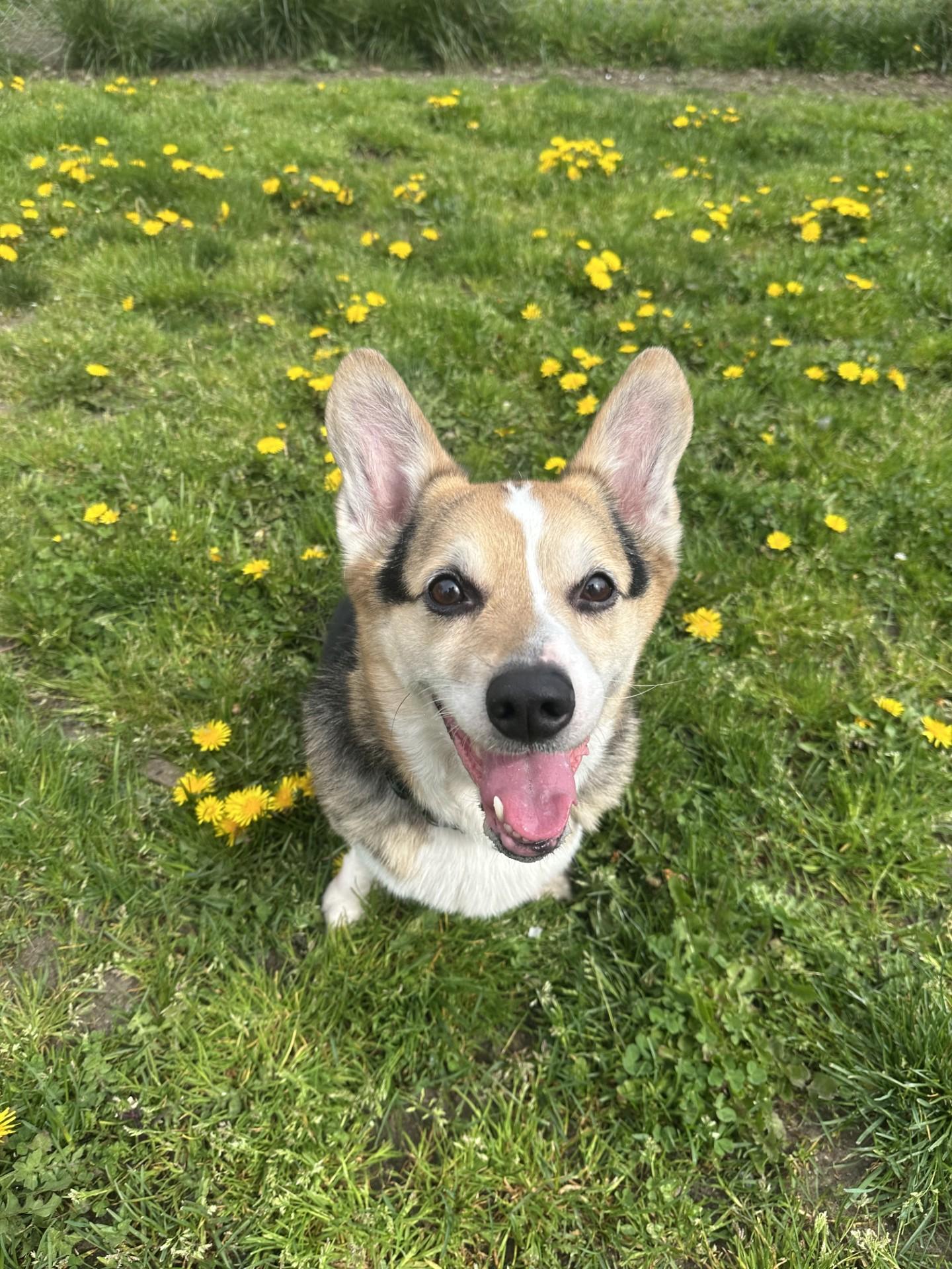 Enlarge Harvey - ADOPTION PENDING, an adoption pending Corgi in Vancouver, BC image 5/6