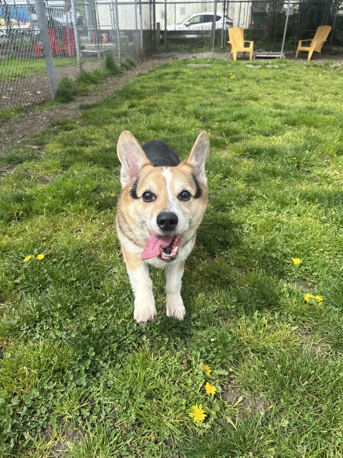 Enlarge Harvey - ADOPTION PENDING, an adoption pending Corgi in Vancouver, BC image 4/6