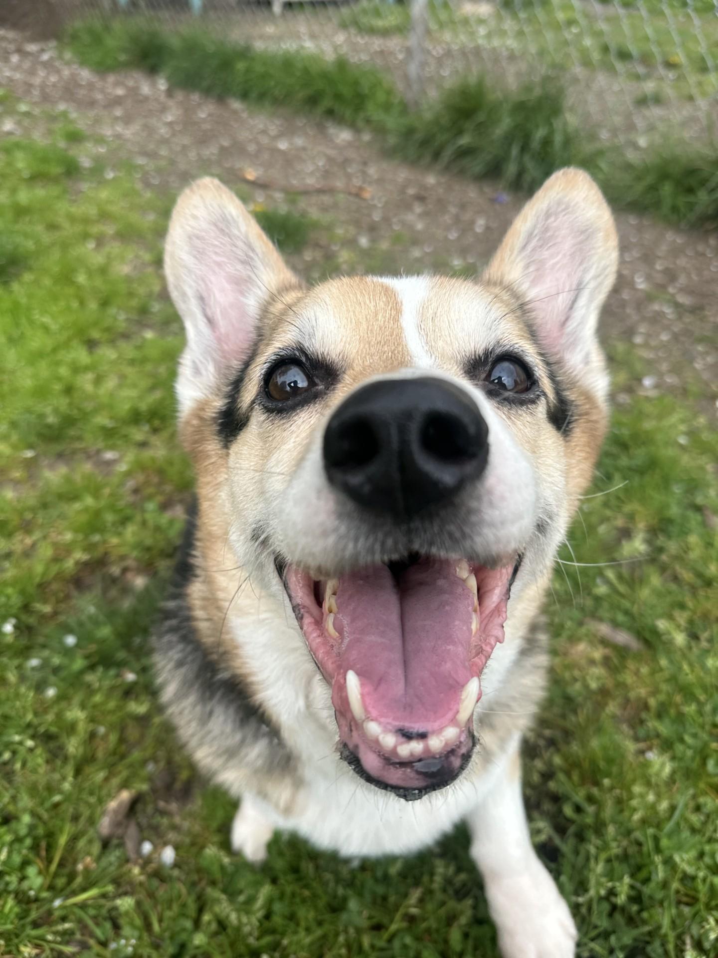 Enlarge Harvey - ADOPTION PENDING, an adoption pending Corgi in Vancouver, BC image 6/6