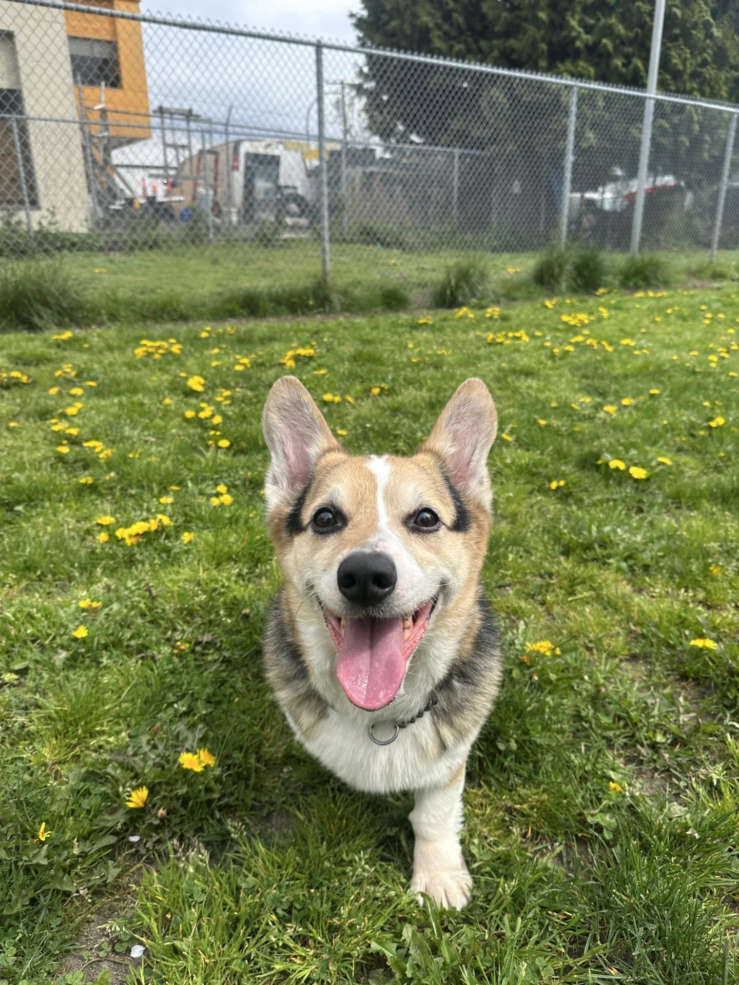 Enlarge Harvey - ADOPTION PENDING, an adoption pending Corgi in Vancouver, BC image 2/6