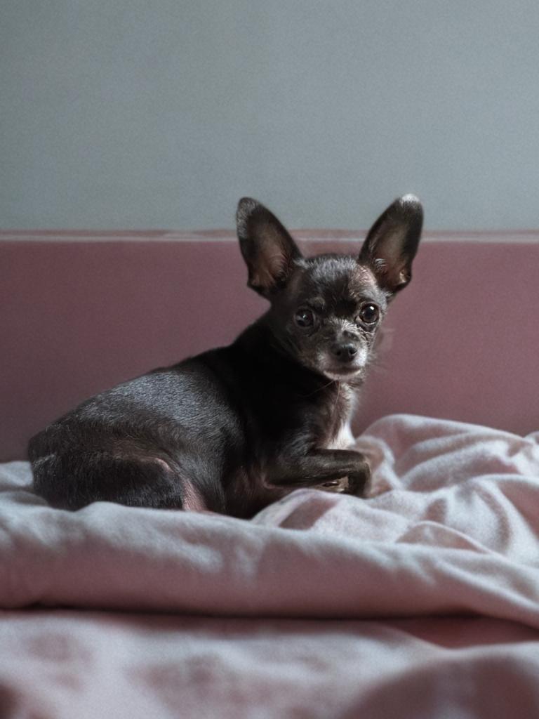 Enlarge June Bug, an adopted Chihuahua in San Antonio, TX image 1/2