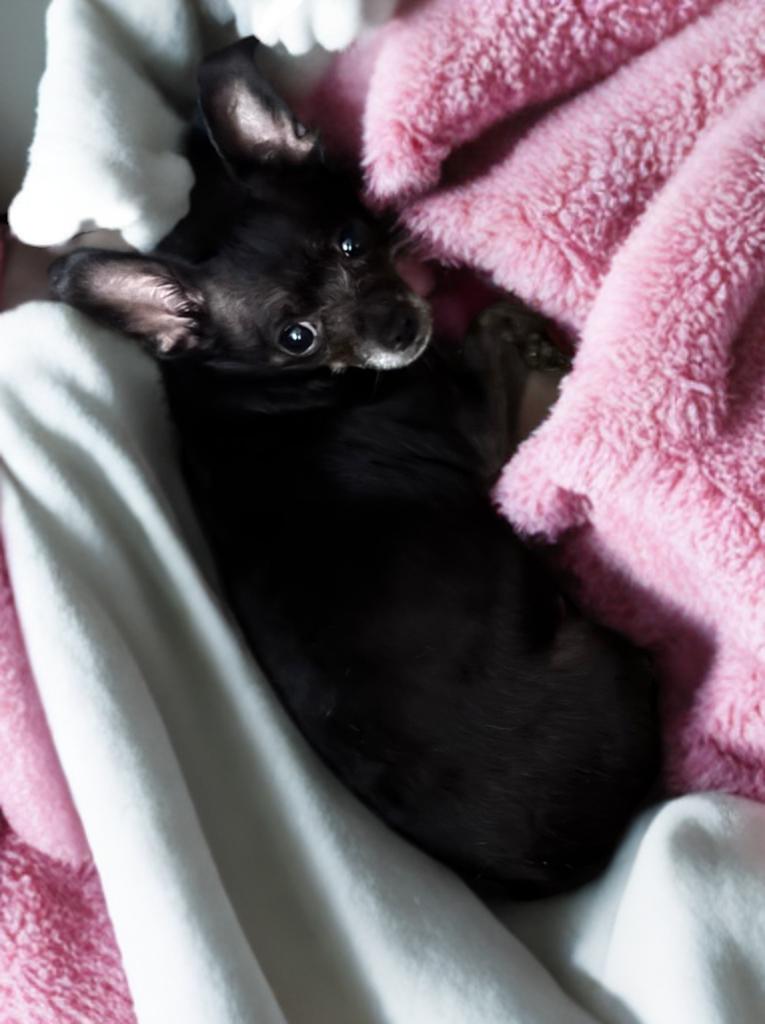 Enlarge June Bug, an adopted Chihuahua in San Antonio, TX image 2/2