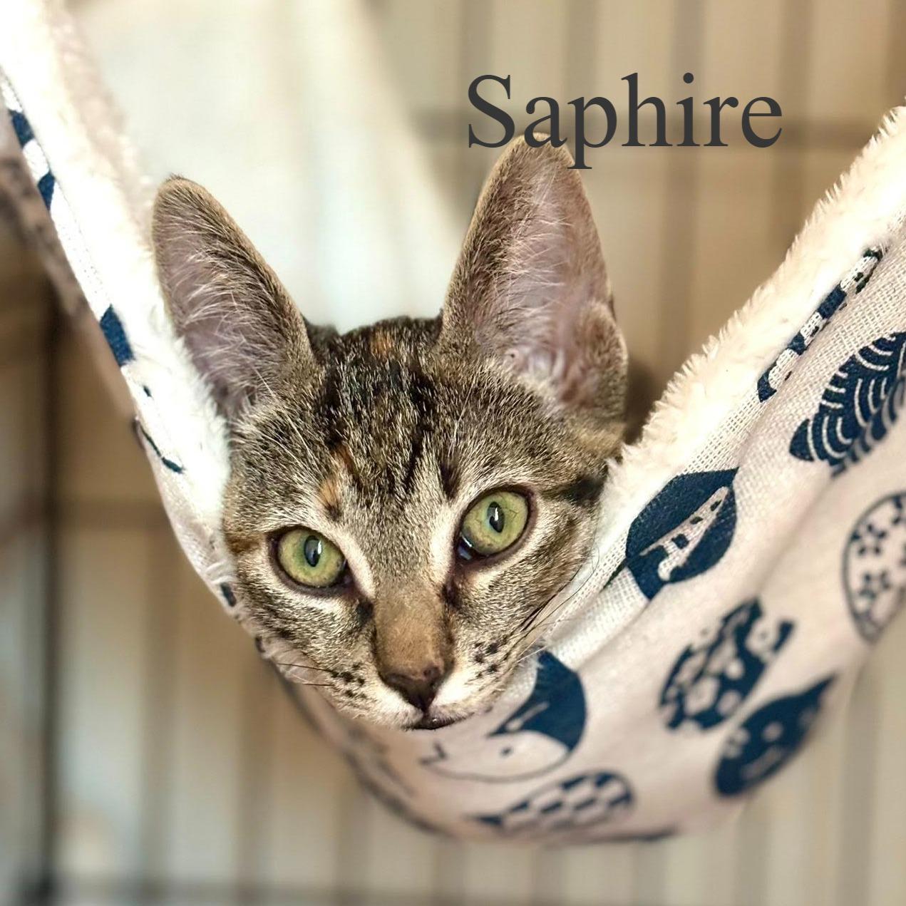 Sapphire, ADOPTABLE, Kitten Female Domestic Short Hair.