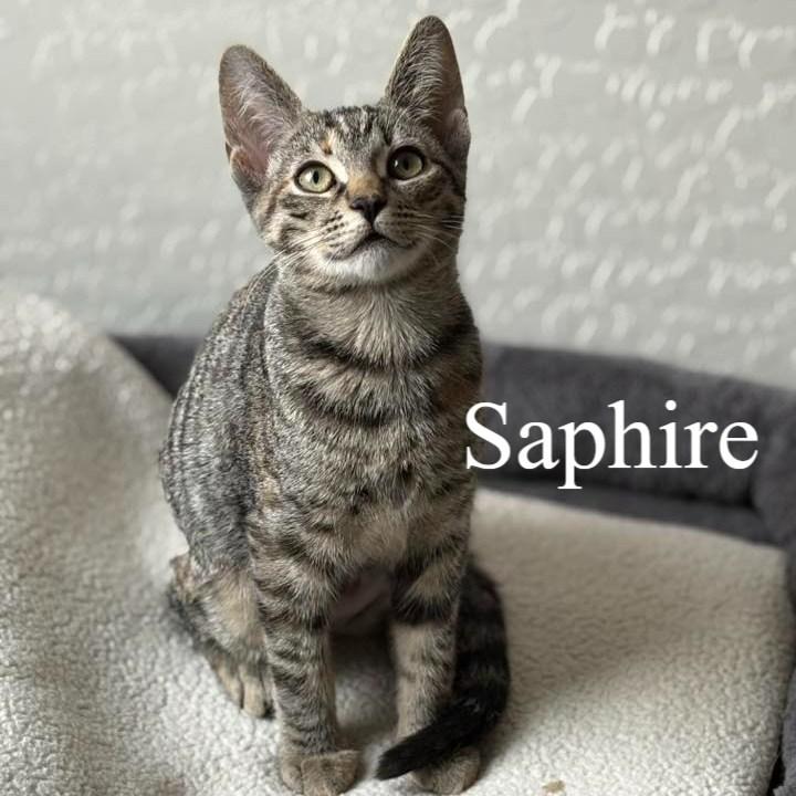 Enlarge Sapphire, a ADOPTABLE Domestic Short Hair in Queen Creek, AZ image 2/2