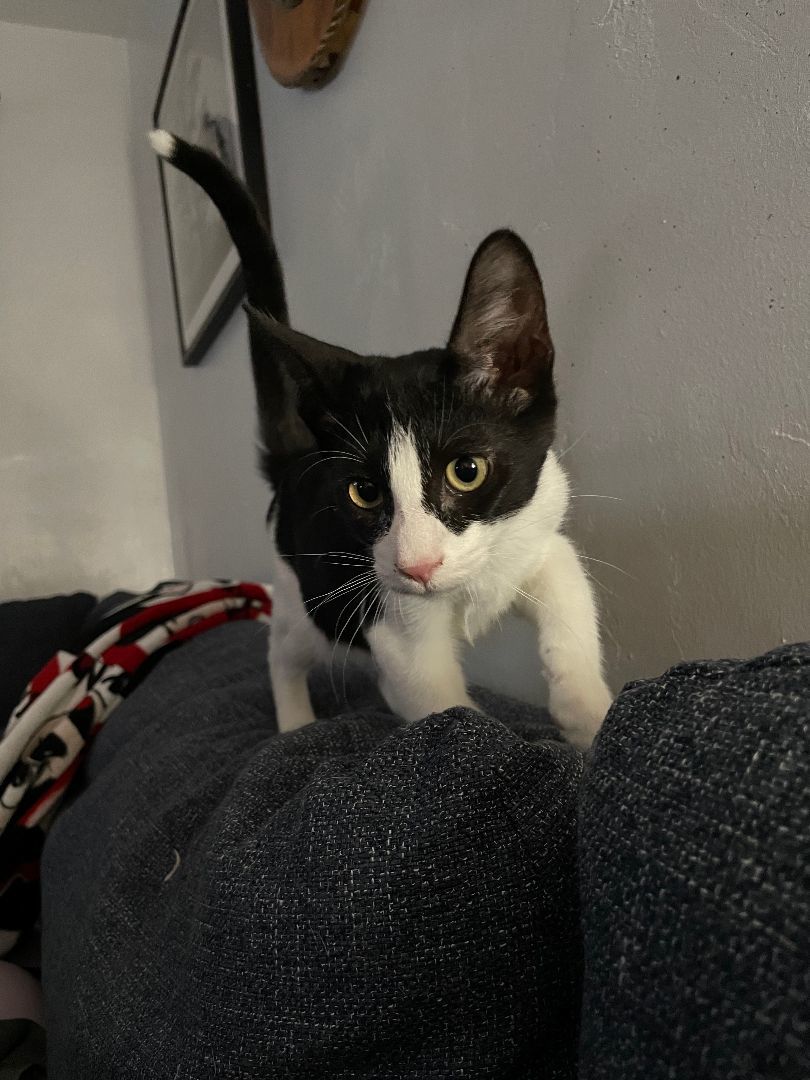 Biggie Smalls , Adopted, Kitten Male Domestic Short Hair.