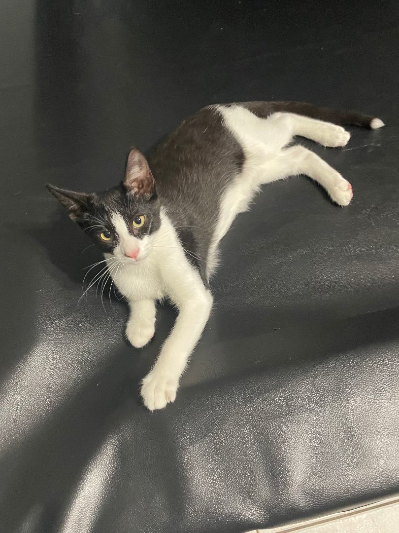 Biggie Smalls , a Adopted mixed breed in Nashua, NH image 2/10