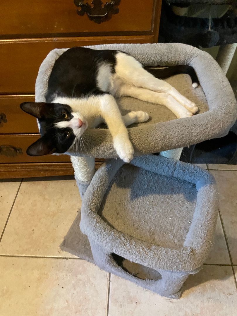 Biggie Smalls , a Adopted mixed breed in Nashua, NH image 3/10