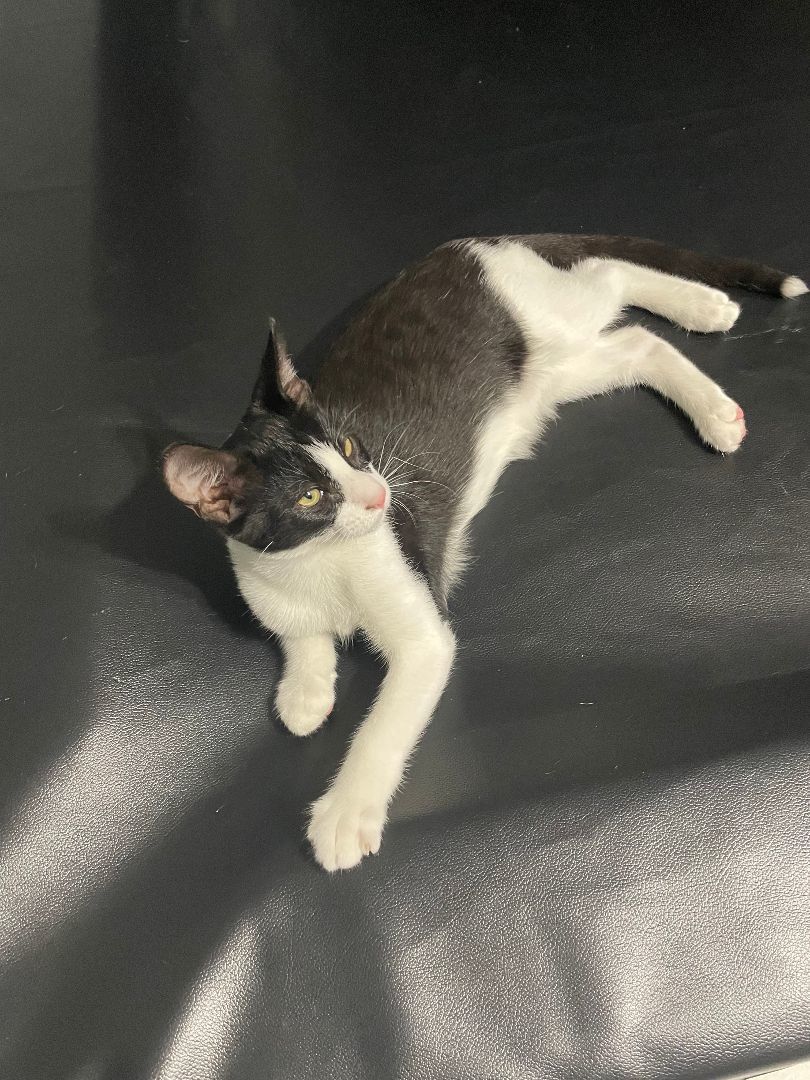 Biggie Smalls , a Adopted mixed breed in Nashua, NH image 4/10