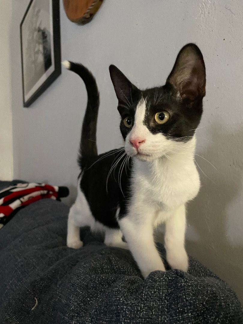 Biggie Smalls , a Adopted mixed breed in Nashua, NH image 5/10