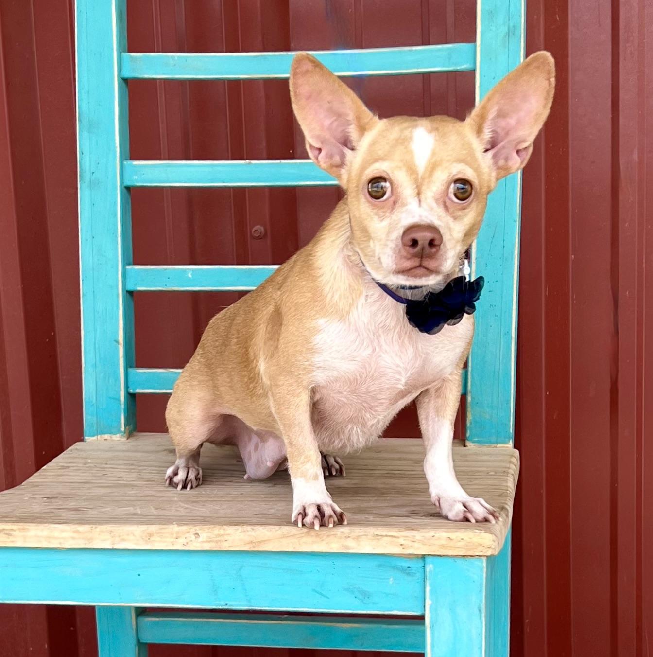 Enlarge Penelope, a Adoptable mixed breed in Moab, UT image 6/6