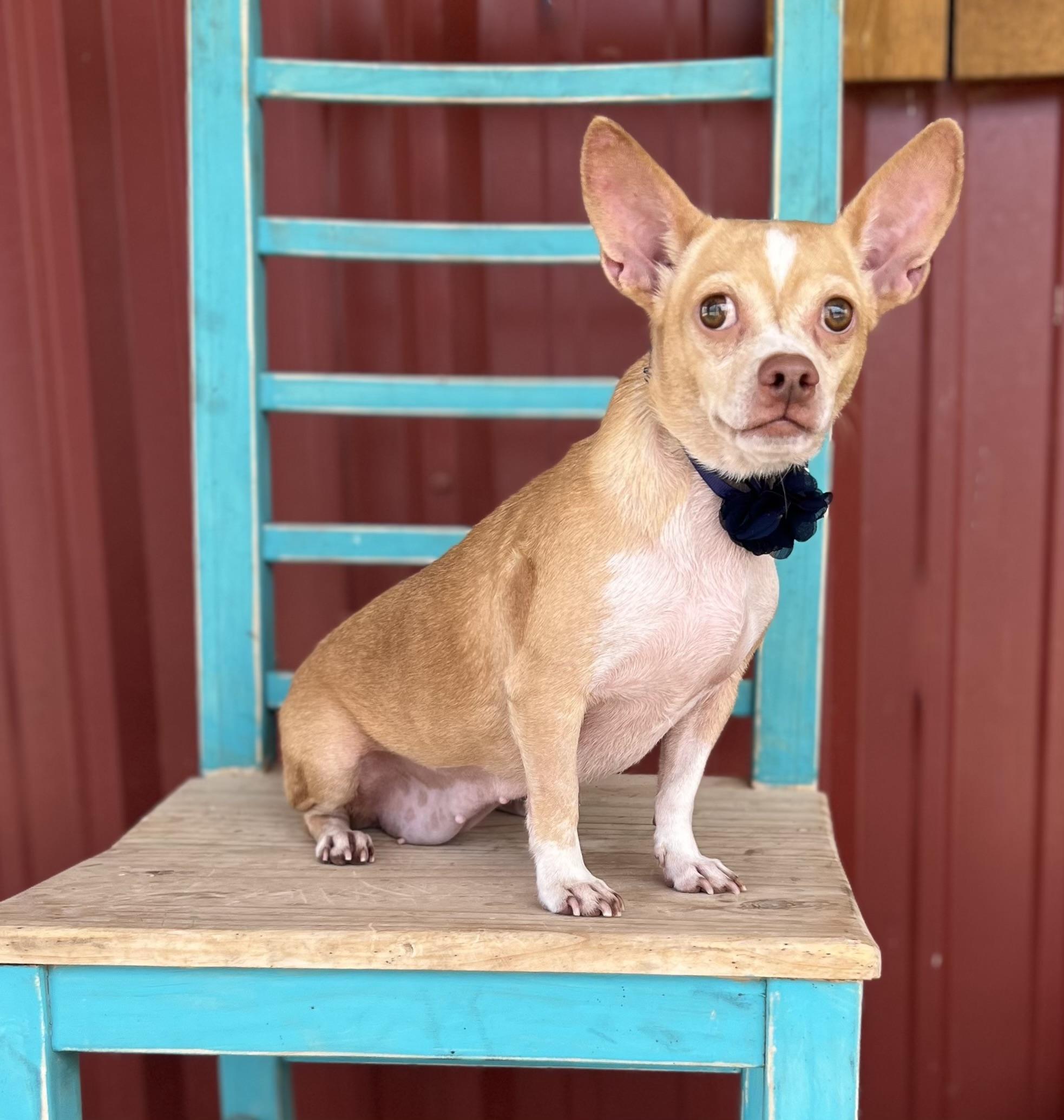 Enlarge Penelope, a Adoptable mixed breed in Moab, UT image 2/6