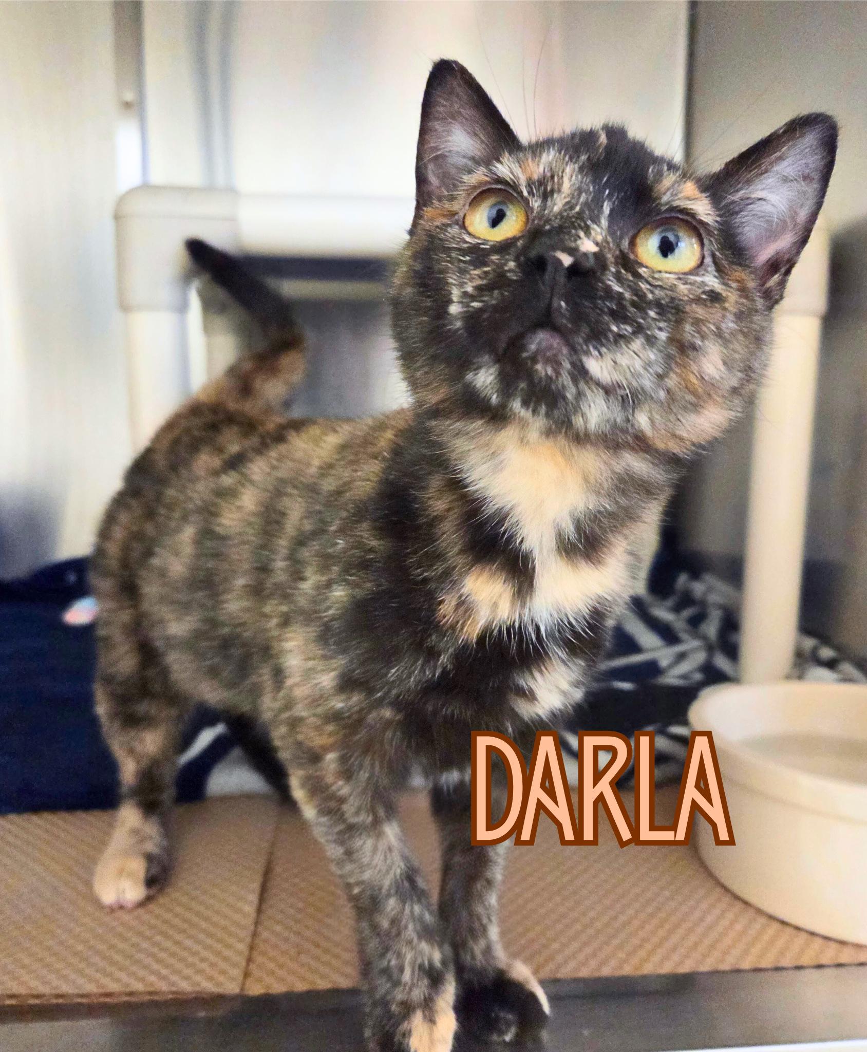 Darla, Adoptable, Kitten Female Domestic Short Hair.