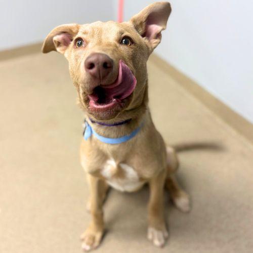 Enlarge TIGGER, a Adoptable Australian Kelpie in Aurora, CO image 1/1