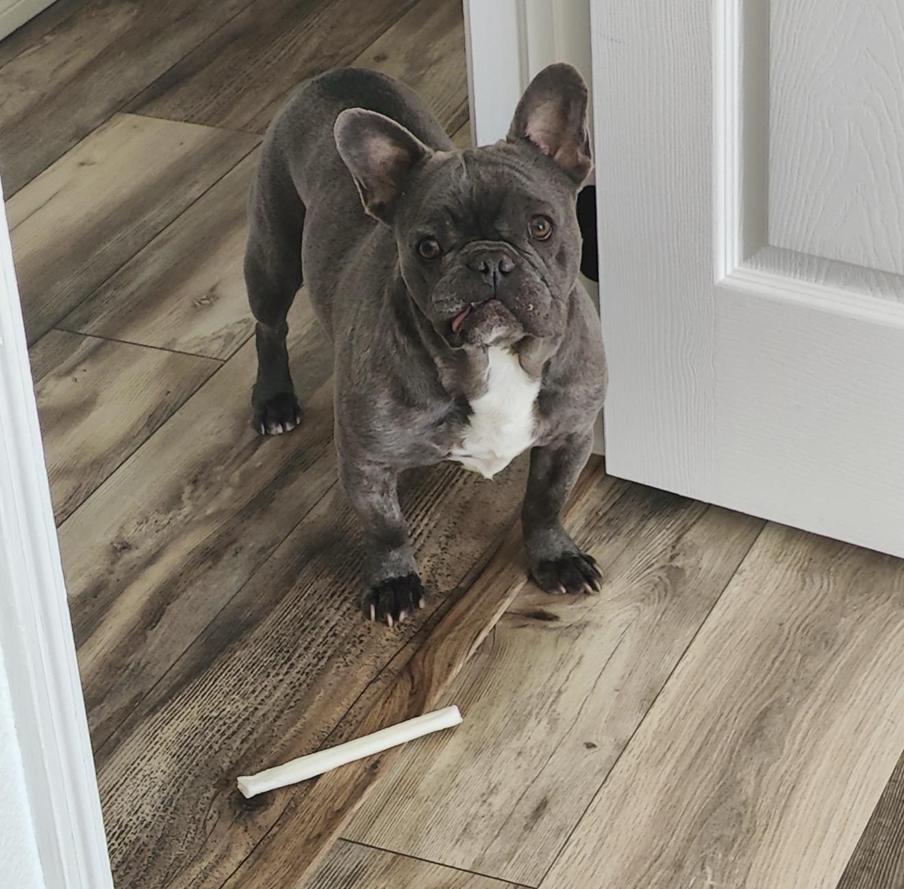 Enlarge Tank, a Adoptable French Bulldog in San Antonio, TX image 3/3