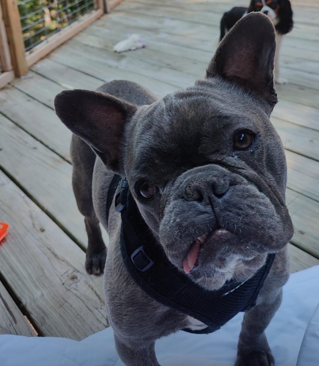 Tank, Adoptable, Adult Male French Bulldog.