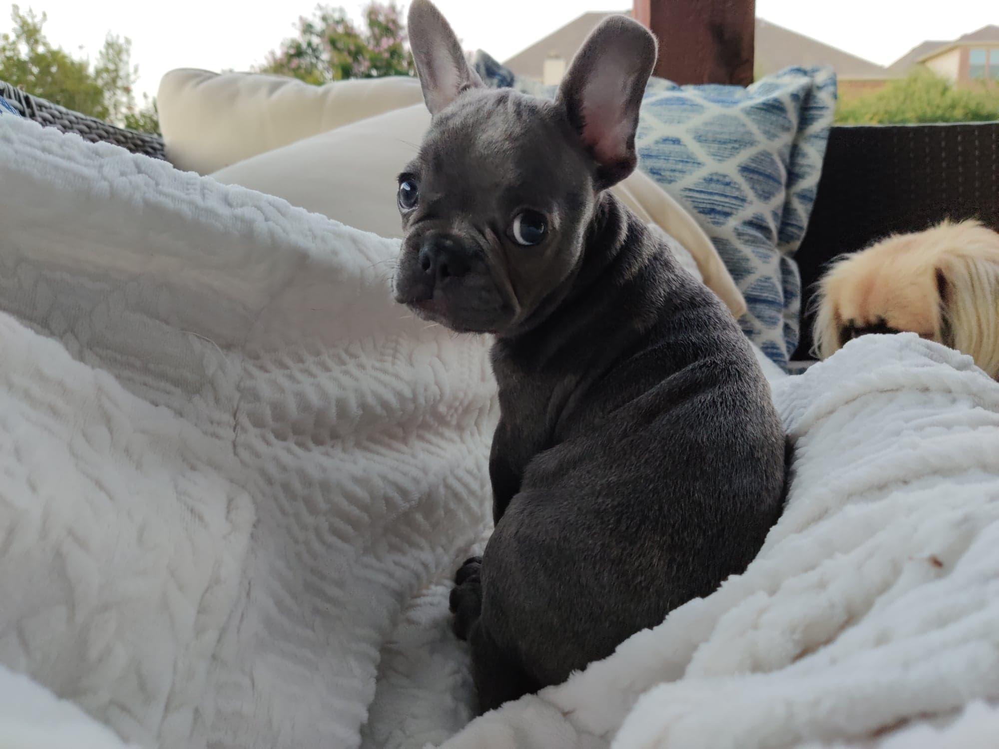 Enlarge Tank, a Adoptable French Bulldog in San Antonio, TX image 2/3
