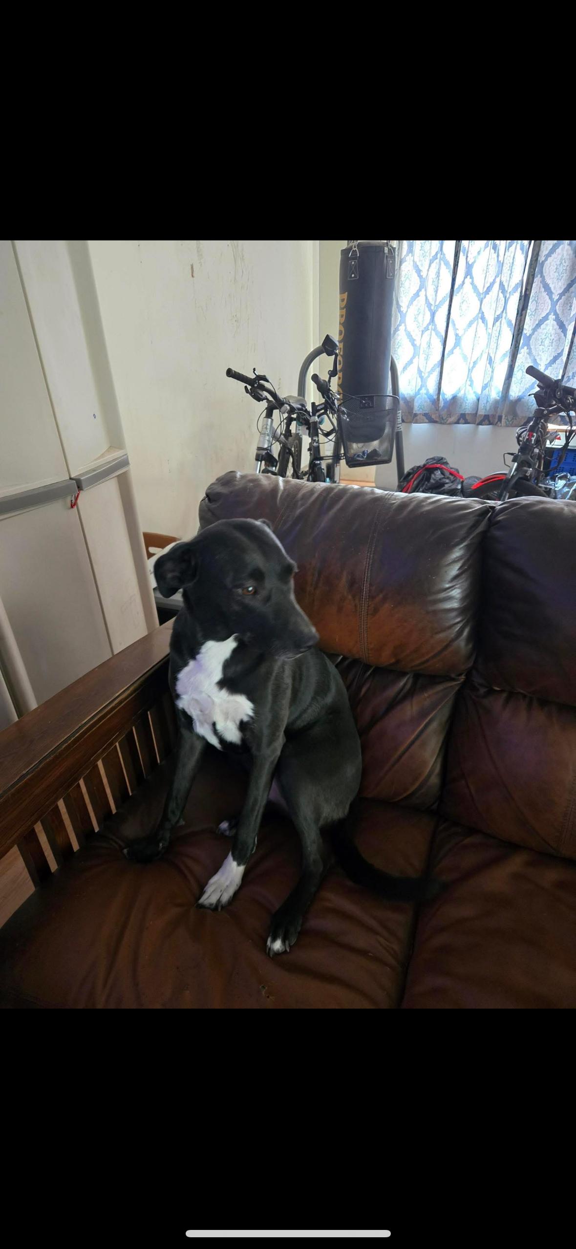 Angel, an adoptable Pit Bull Terrier in La Grande, OR, 97850 | Photo Image 2