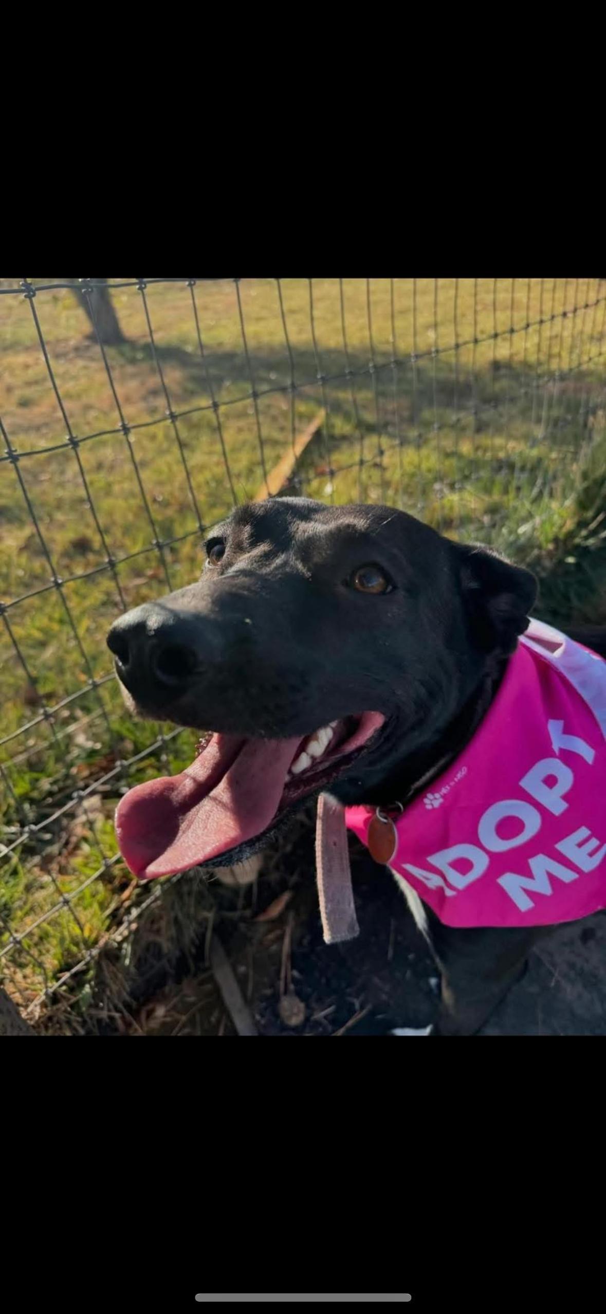 Angel, a Adoptable mixed breed in La Grande, OR image 2/4