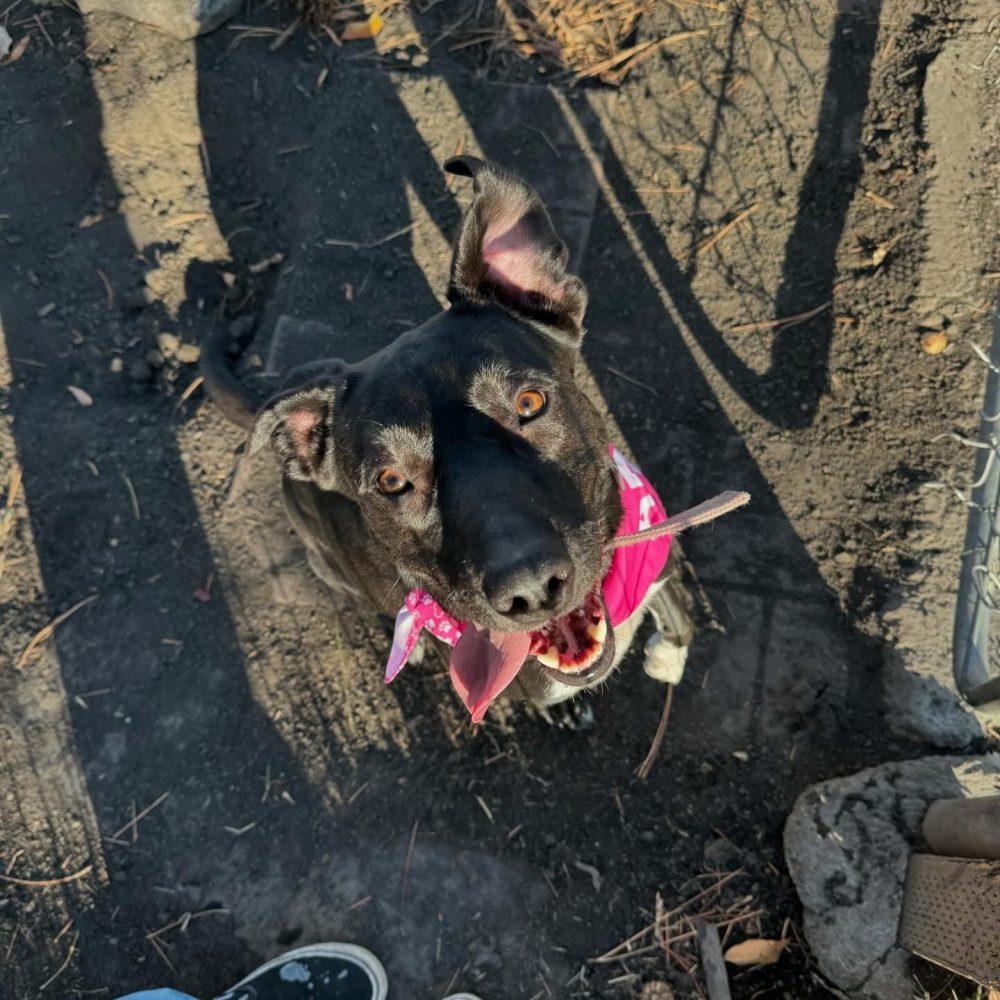 Angel, Adoptable, Adult Female Pit Bull Terrier.