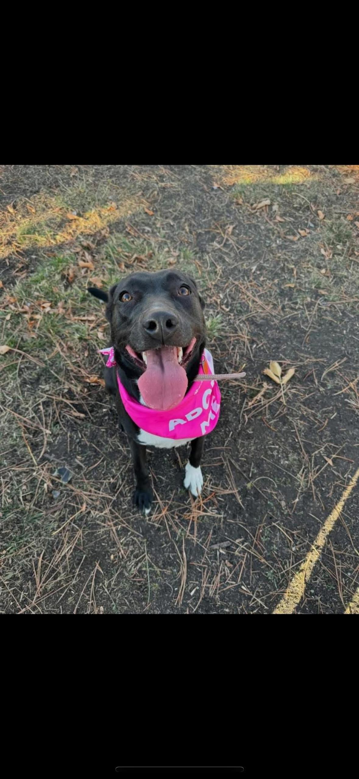 Angel, a Adoptable mixed breed in La Grande, OR image 4/4