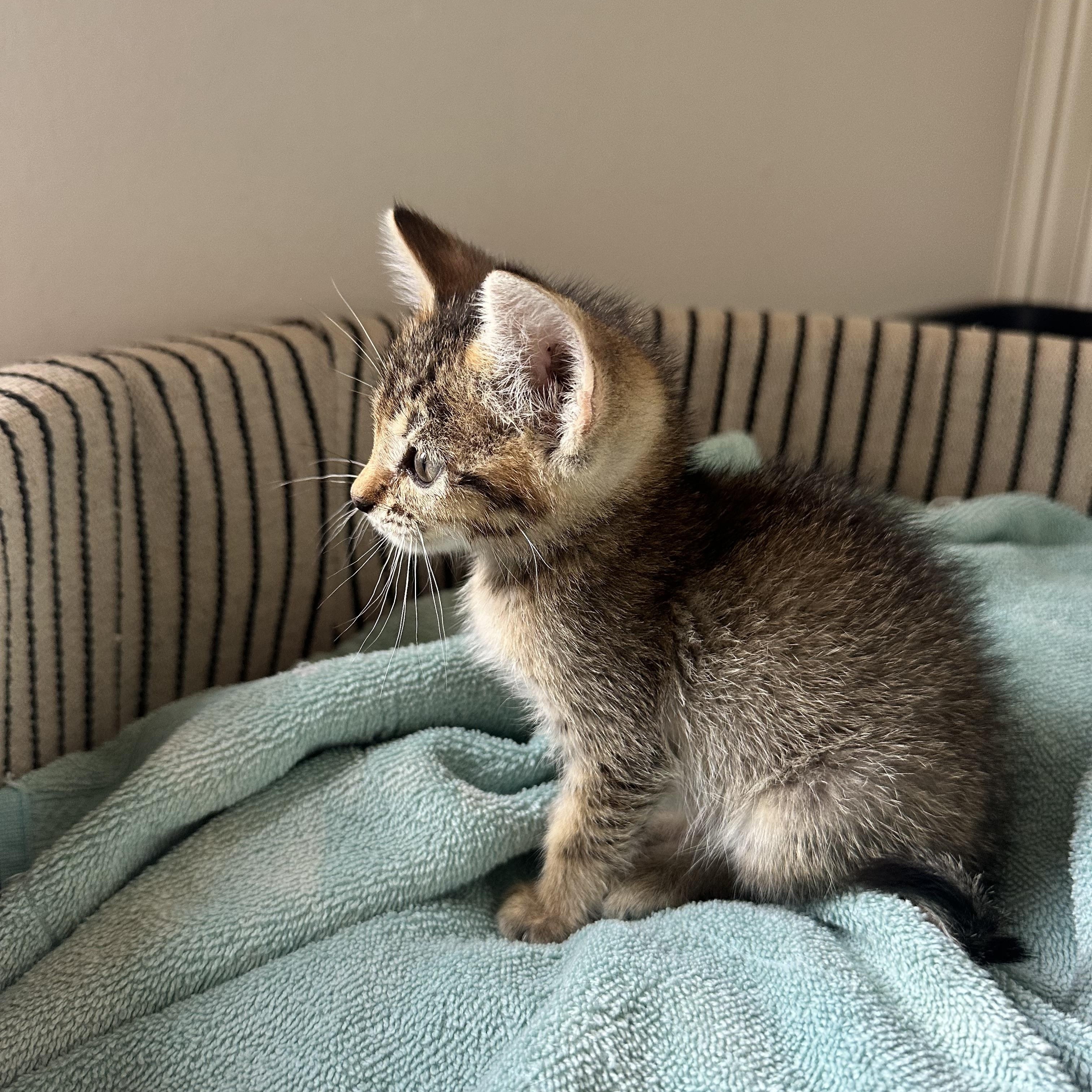 Cleo, Young Female Domestic Short Hair