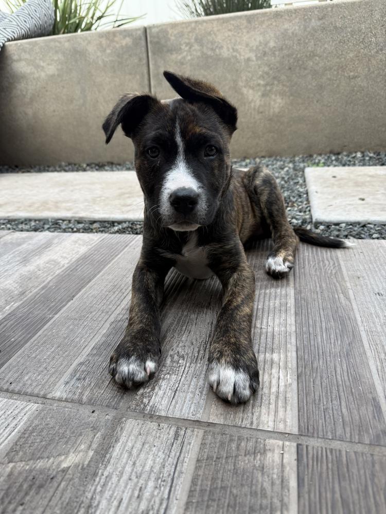 Enlarge Pigeon pup: Phoenix, a Adoptable mixed breed in San Diego, CA image 1/4