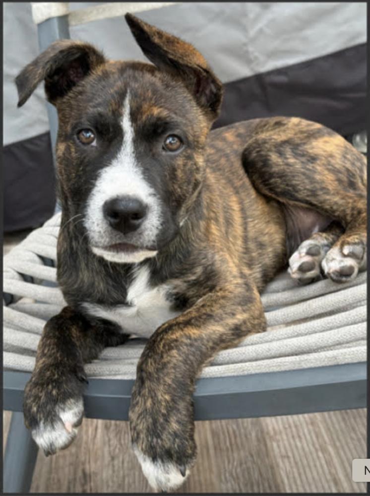 Enlarge Pigeon pup: Phoenix, a Adoptable mixed breed in San Diego, CA image 2/4