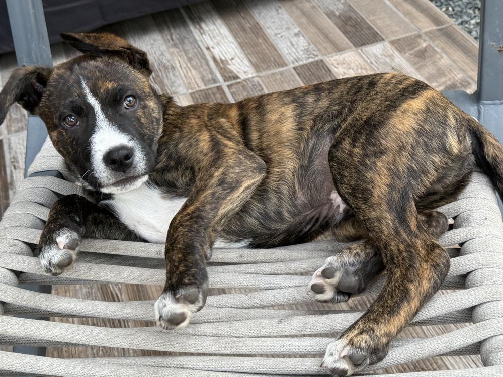 Enlarge Pigeon pup: Phoenix, a Adoptable mixed breed in San Diego, CA image 3/4