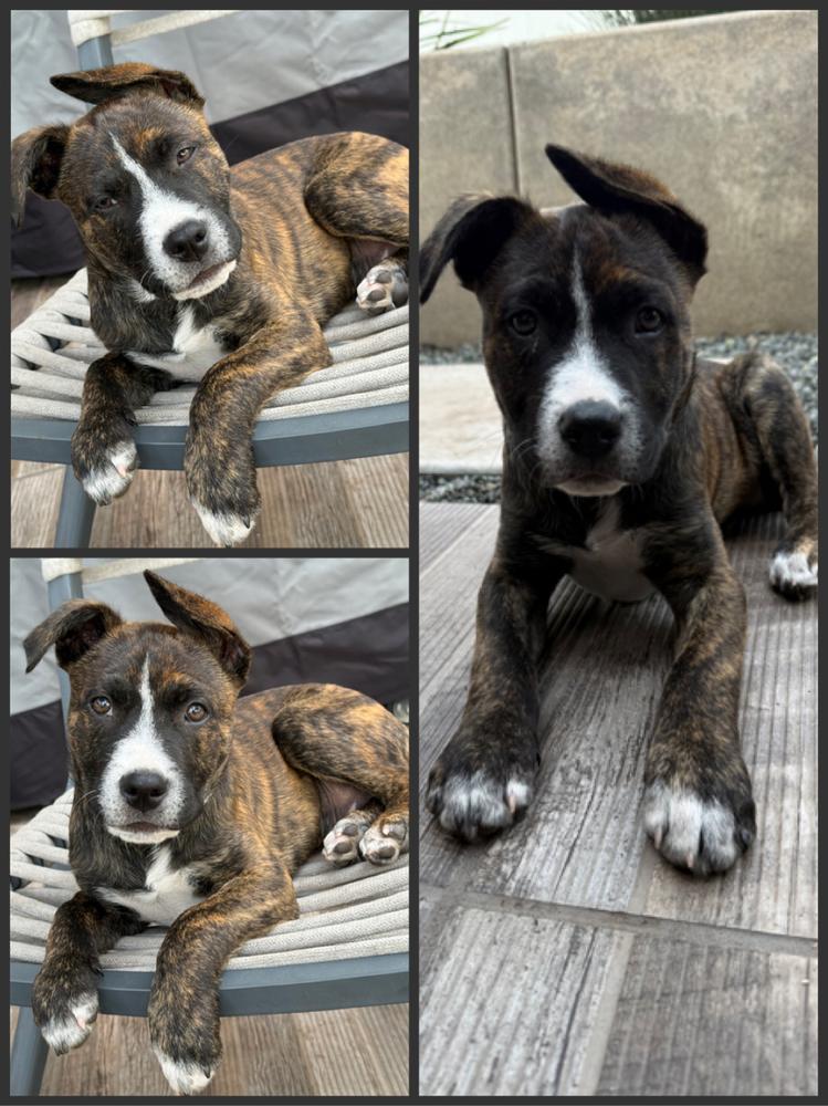 Enlarge Pigeon pup: Phoenix, a Adoptable mixed breed in San Diego, CA image 4/4