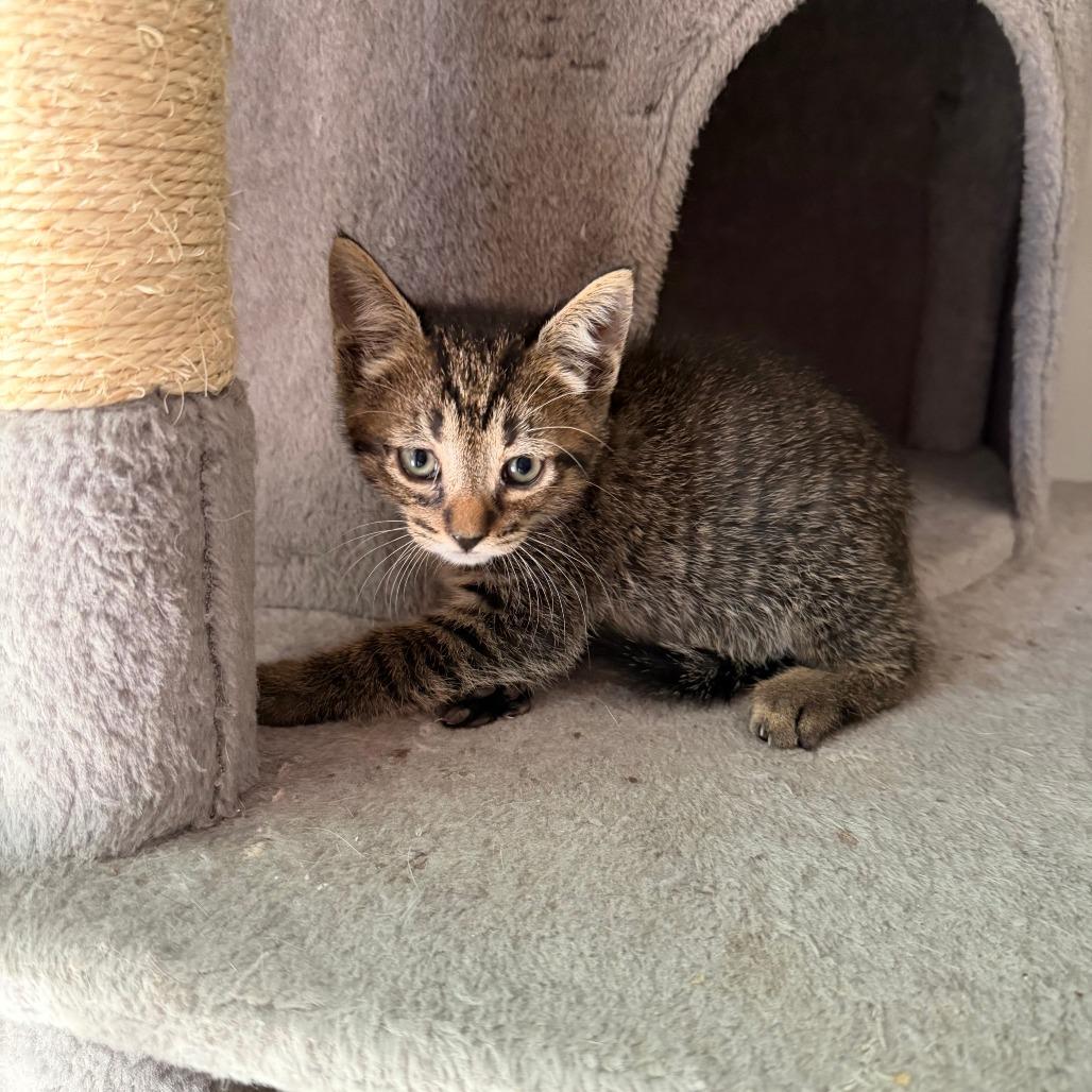 Jasper 2026-310, Adoptable, Kitten Male Domestic Short Hair & Manx.