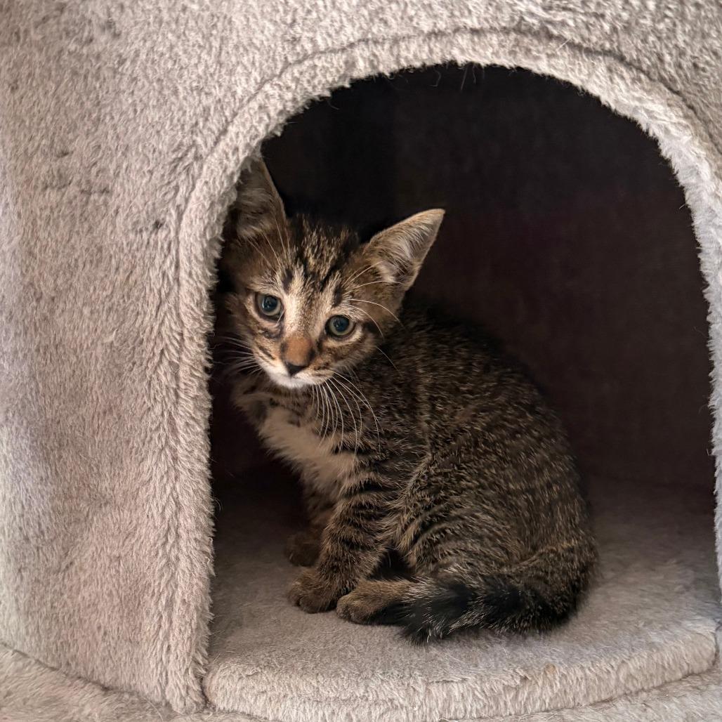 Enlarge Jasper 2026-310, a Adoptable mixed breed in Winder, GA image 2/2