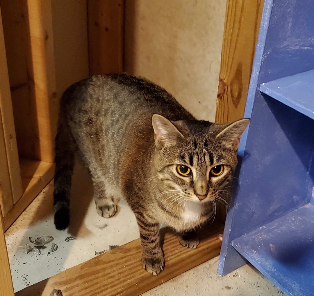 Dan, Adoptable, Adult Male Domestic Short Hair & Tabby.