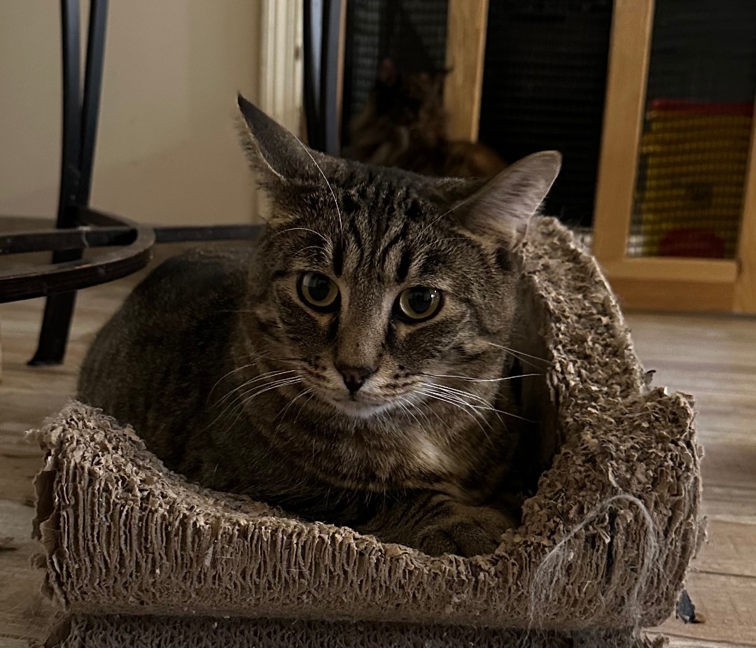 Dan, a Adoptable mixed breed in Crown Point, IN image 2/7