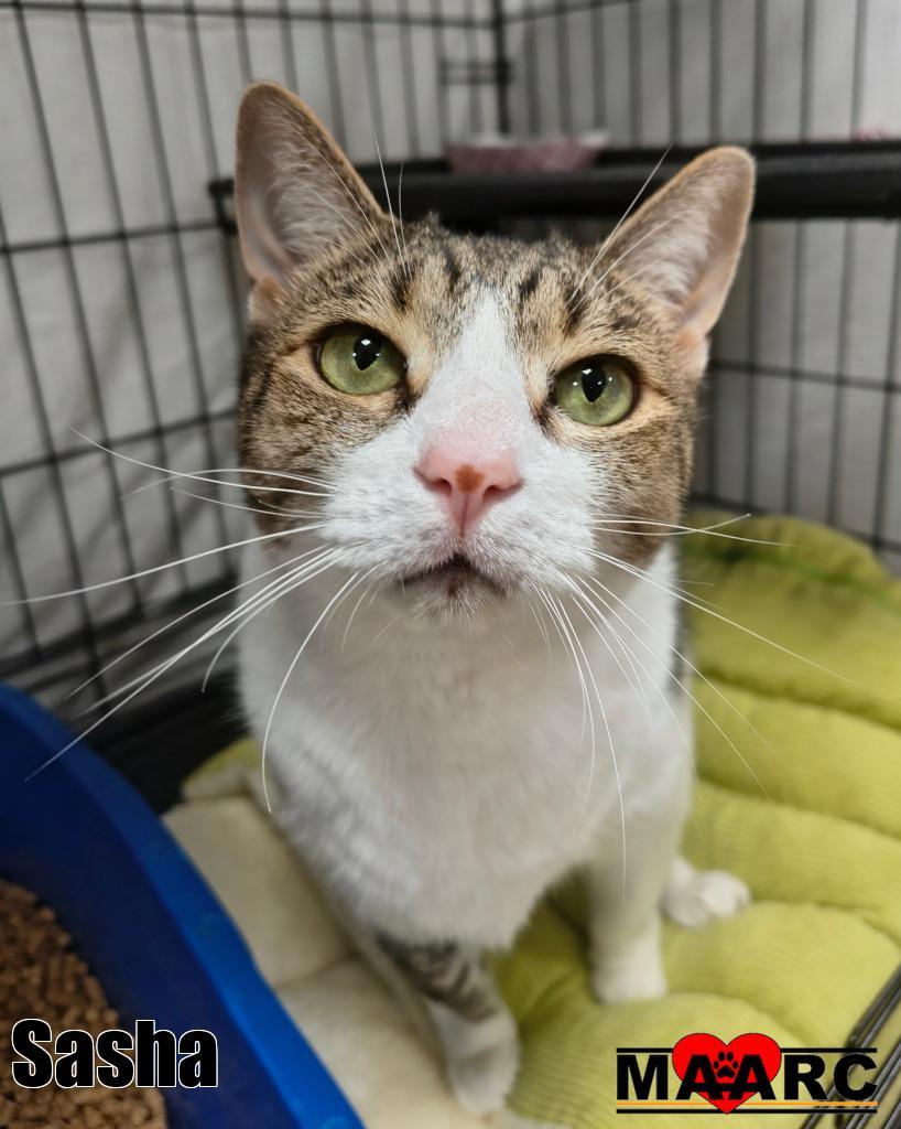 Sasha, Adoptable, Young Female Domestic Short Hair.