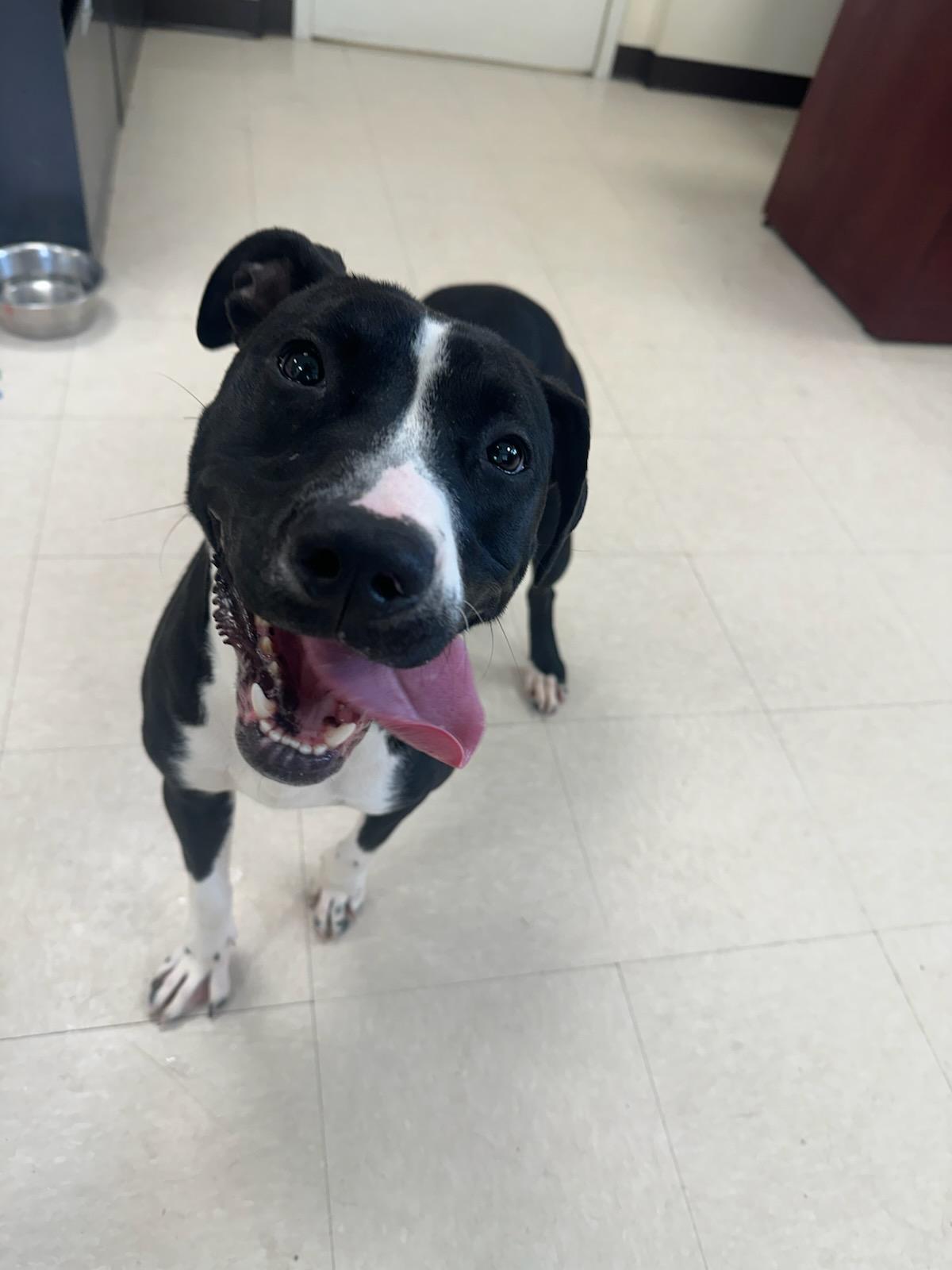 Enlarge Kaya , a ADOPTABLE Pit Bull Terrier in Clayton, NJ image 3/3