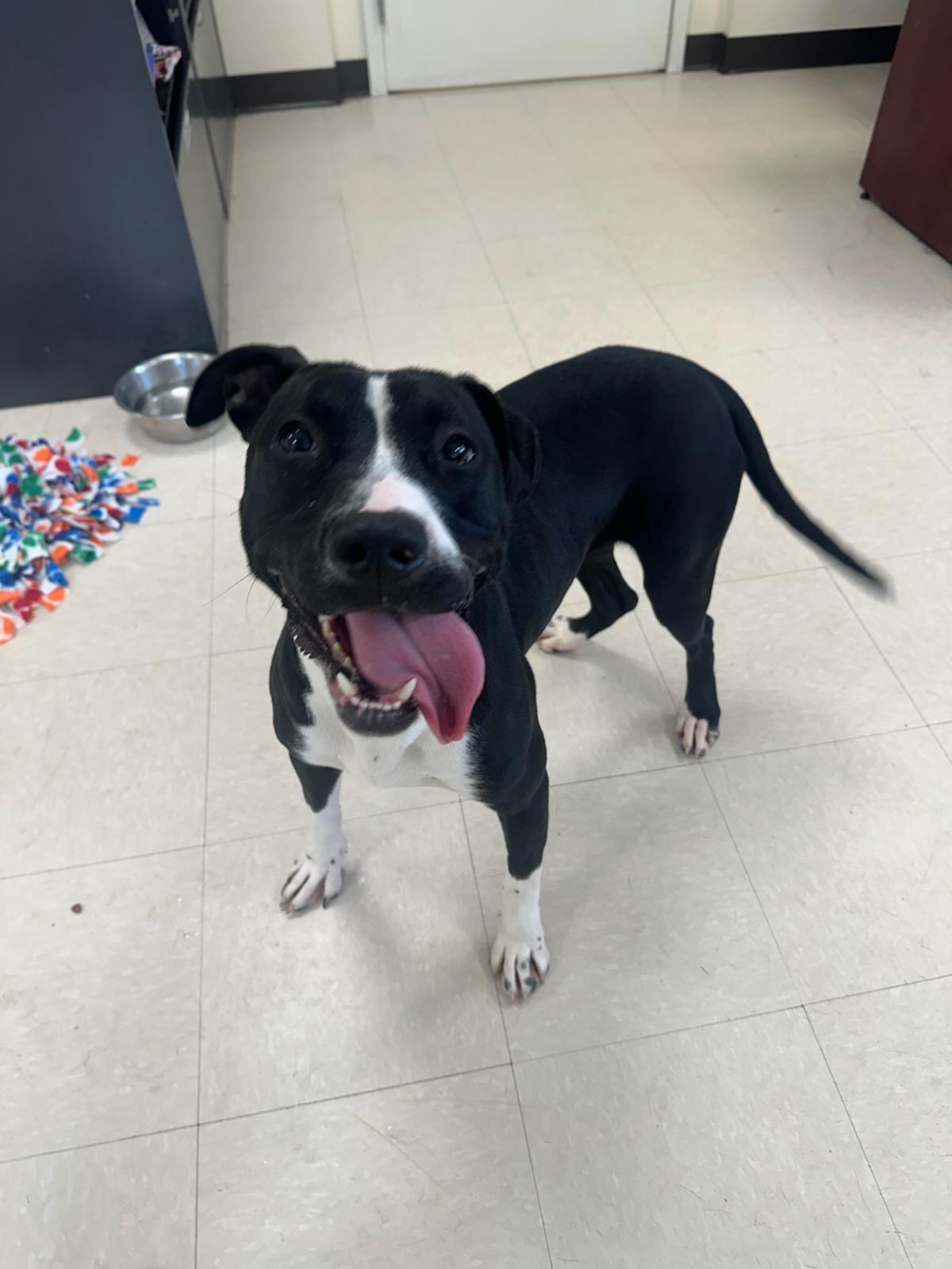 Enlarge Kaya , a ADOPTABLE Pit Bull Terrier in Clayton, NJ image 2/3