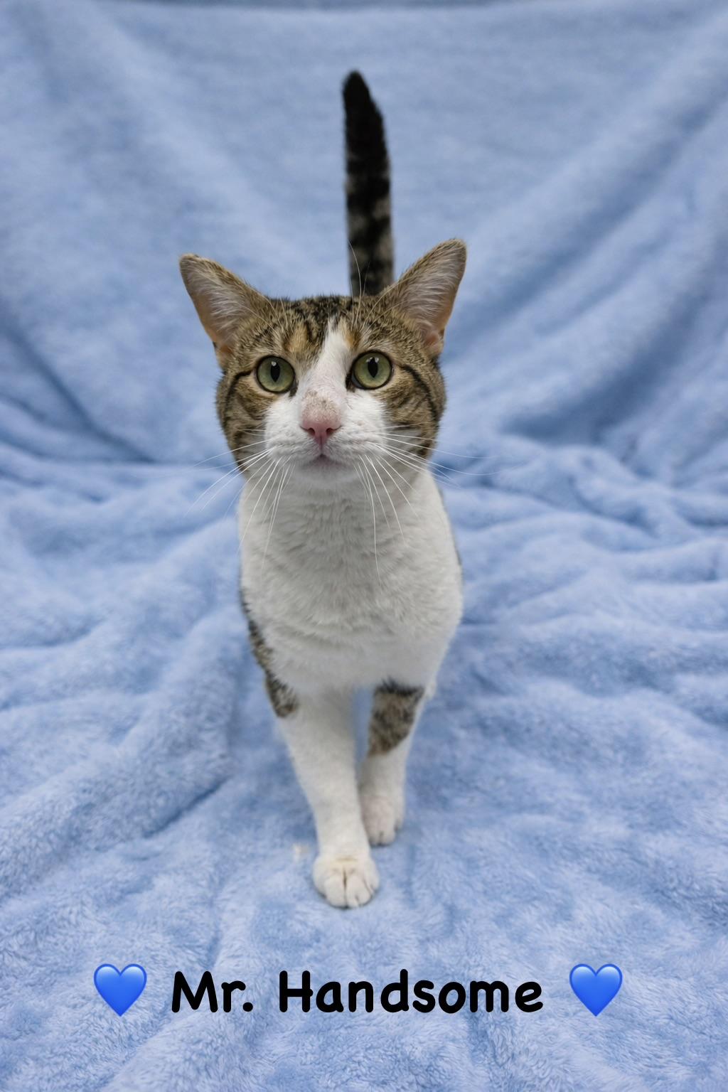 Mr. Handsome, ADOPTABLE, Young Male Tabby.