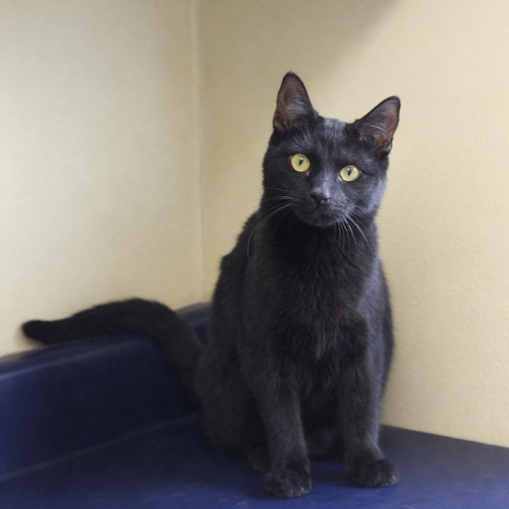 Enlarge Panther, a Adopted Domestic Short Hair in Hopewell, VA image 1/3